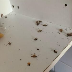 شركة مكافحة حشرات _ مكافحة الناموس